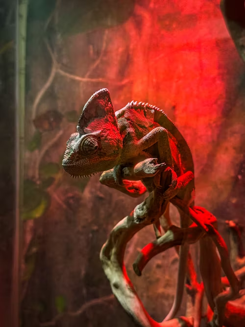 reptiles 3
